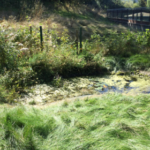 We have a pond with tadpoles and frogs!